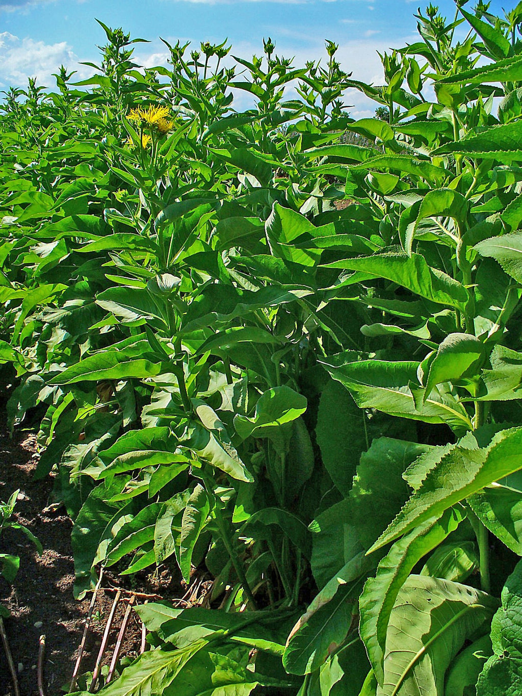 50 Inula helenium Seeds - Horse Heal - Elf Dock - Elecampane - Non-GMO Medicinal