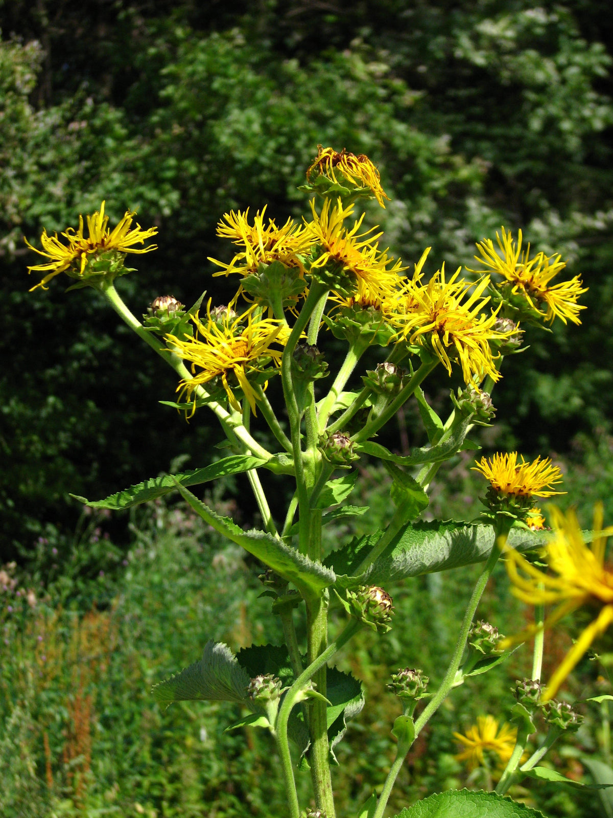 50 Inula helenium Seeds - Horse Heal - Elf Dock - Elecampane - Non-GMO Medicinal