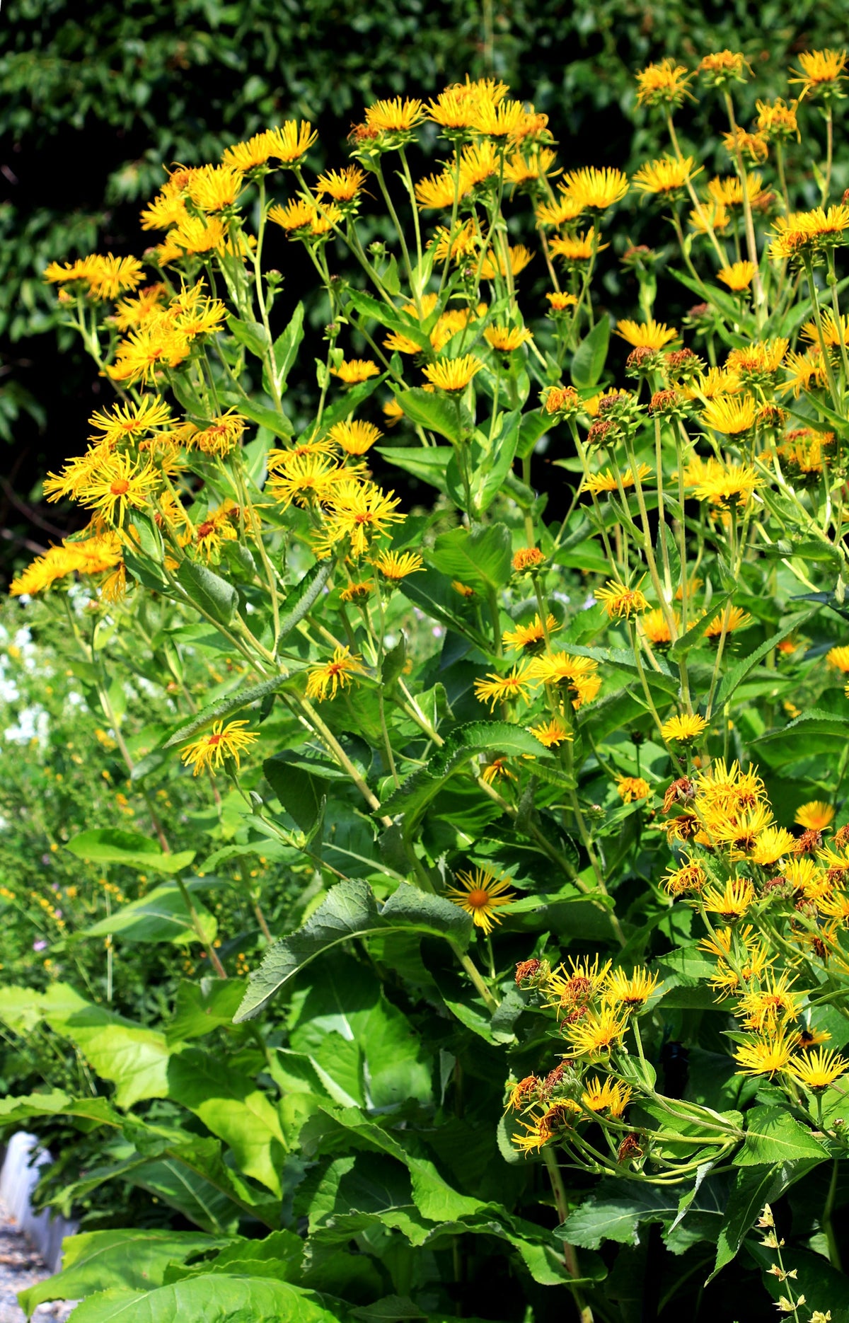 50 Inula helenium Seeds - Horse Heal - Elf Dock - Elecampane - Non-GMO Medicinal