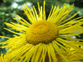 50 Inula helenium Seeds - Horse Heal - Elf Dock - Elecampane - Non-GMO Medicinal