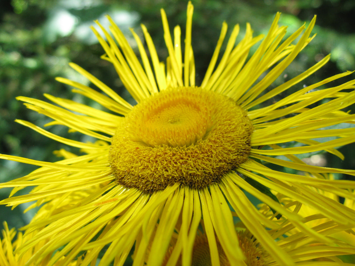50 Inula helenium Seeds - Horse Heal - Elf Dock - Elecampane - Non-GMO Medicinal