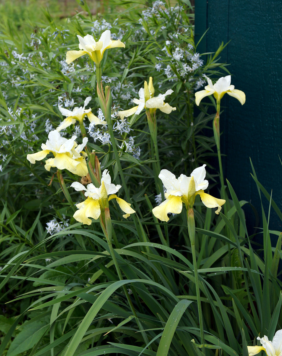 Butter and Sugar Siberian Iris - 3 root divisions