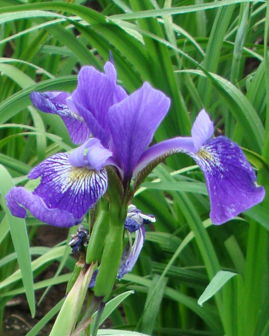Gerald Darby Compact Water Iris - 3 root divisions