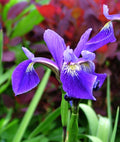 Gerald Darby Compact Water Iris - 3 root divisions