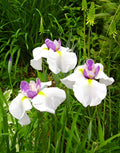 Queen's Tiara Japanese Iris - 3 root divisions