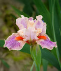 McCrae Dwarf Bearded Iris - 1 Rhizome