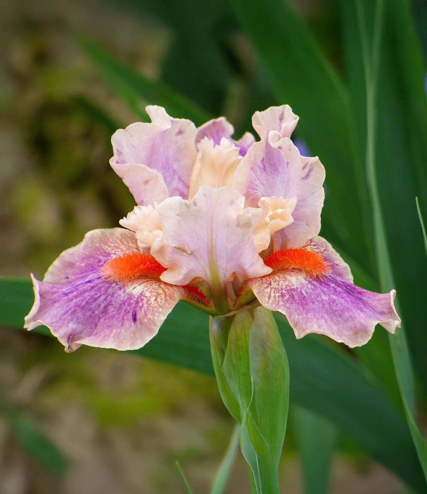 McCrae Dwarf Bearded Iris - 1 Rhizome