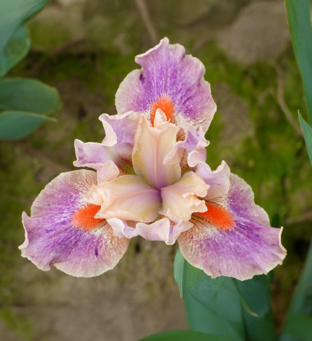 McCrae Dwarf Bearded Iris - 1 Rhizome