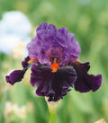 Sharp Dressed Man Tall Bearded Iris - 1 Rhizome