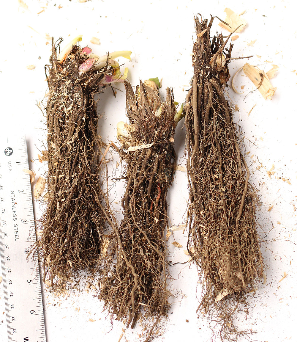 Snow Queen Siberian Iris - 3 root divisions