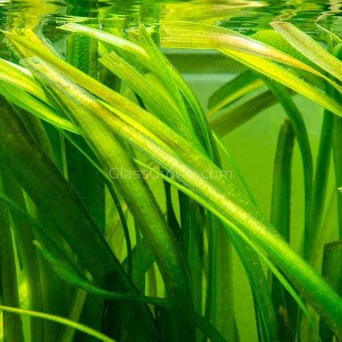 Italian Vallisneria 3 Pack