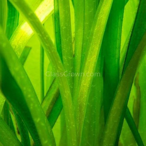 Italian Vallisneria 3 Pack