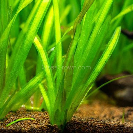 Italian Vallisneria 3 Pack