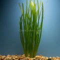 Italian Vallisneria 3 Pack