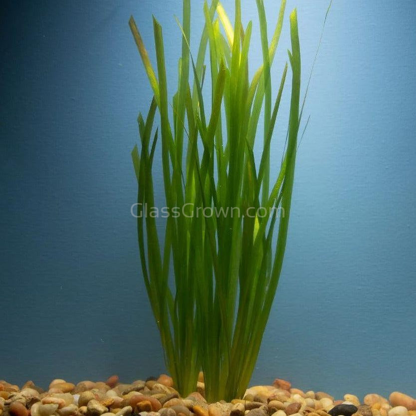 Italian Vallisneria 3 Pack