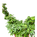 Ivy Green Topiary Heart