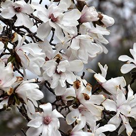 Magnolia 'Merrill Loebner'