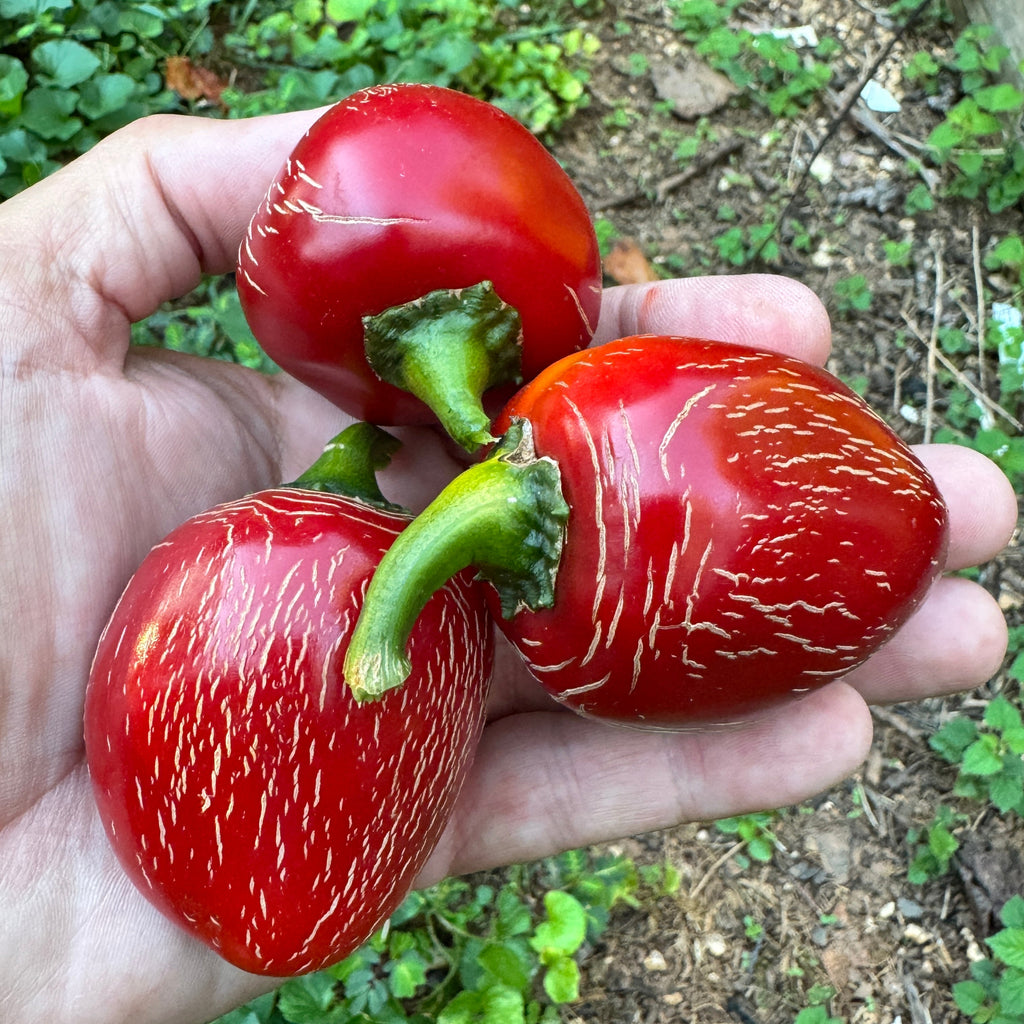 Jalapeño M- Cherry Bomb - Seeds