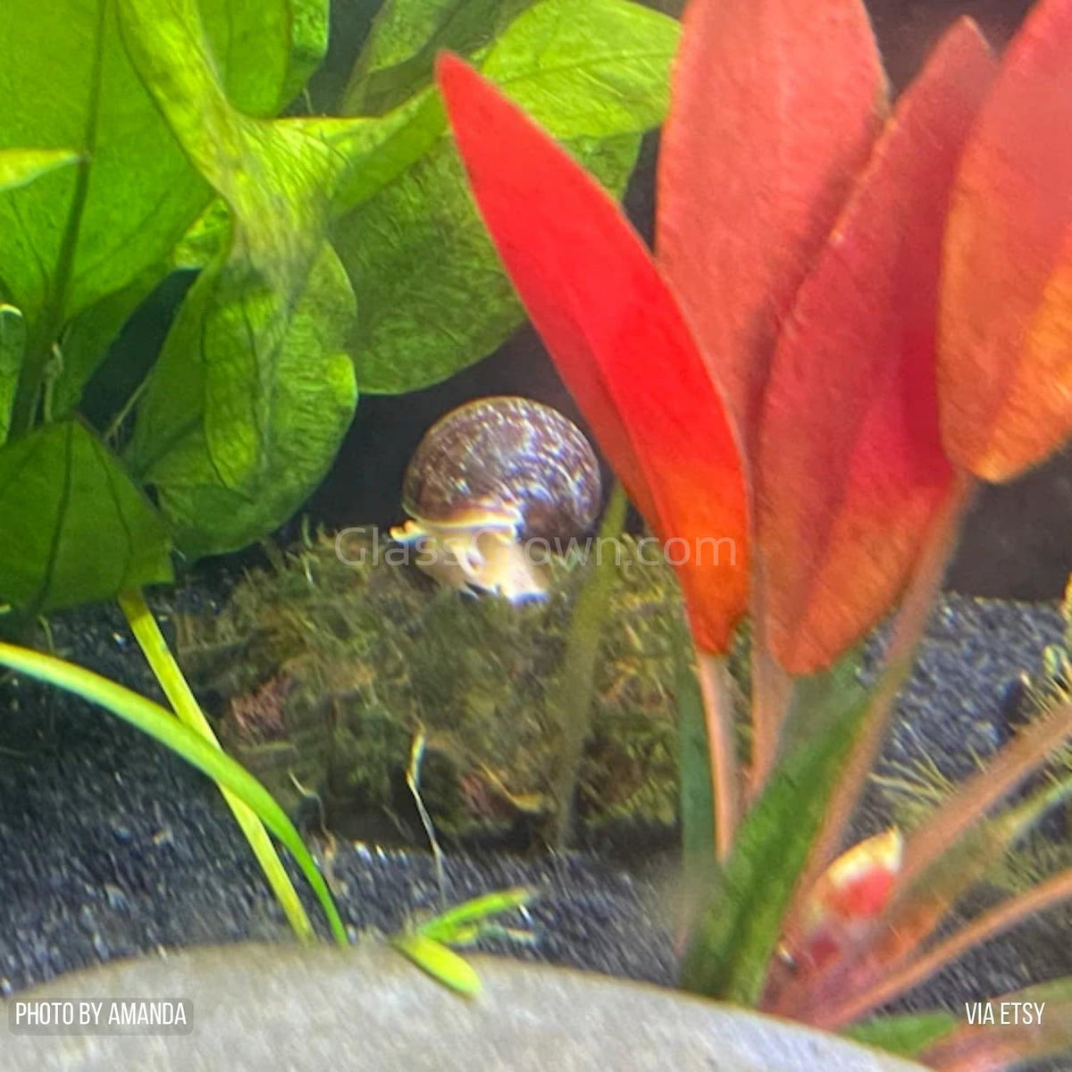 Java on a Lava! Java Moss on a Lava Rock