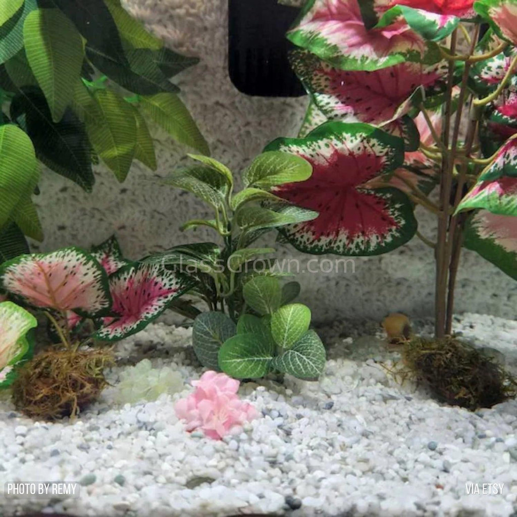 Java on a Lava! Java Moss on a Lava Rock