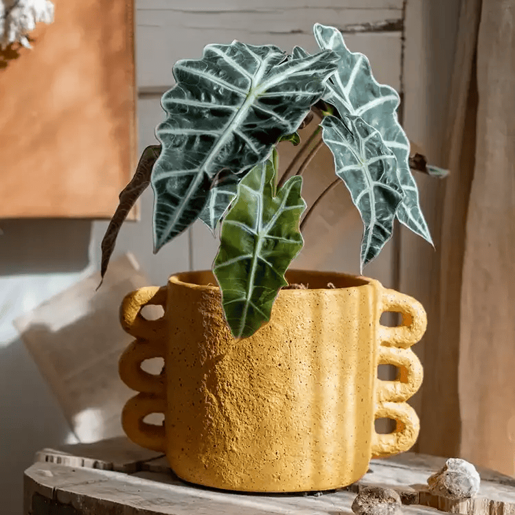 Artisan Loop Handle Cement Planter