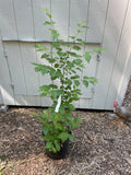 Japanese Lilac Tree ( Syringa reticulata )