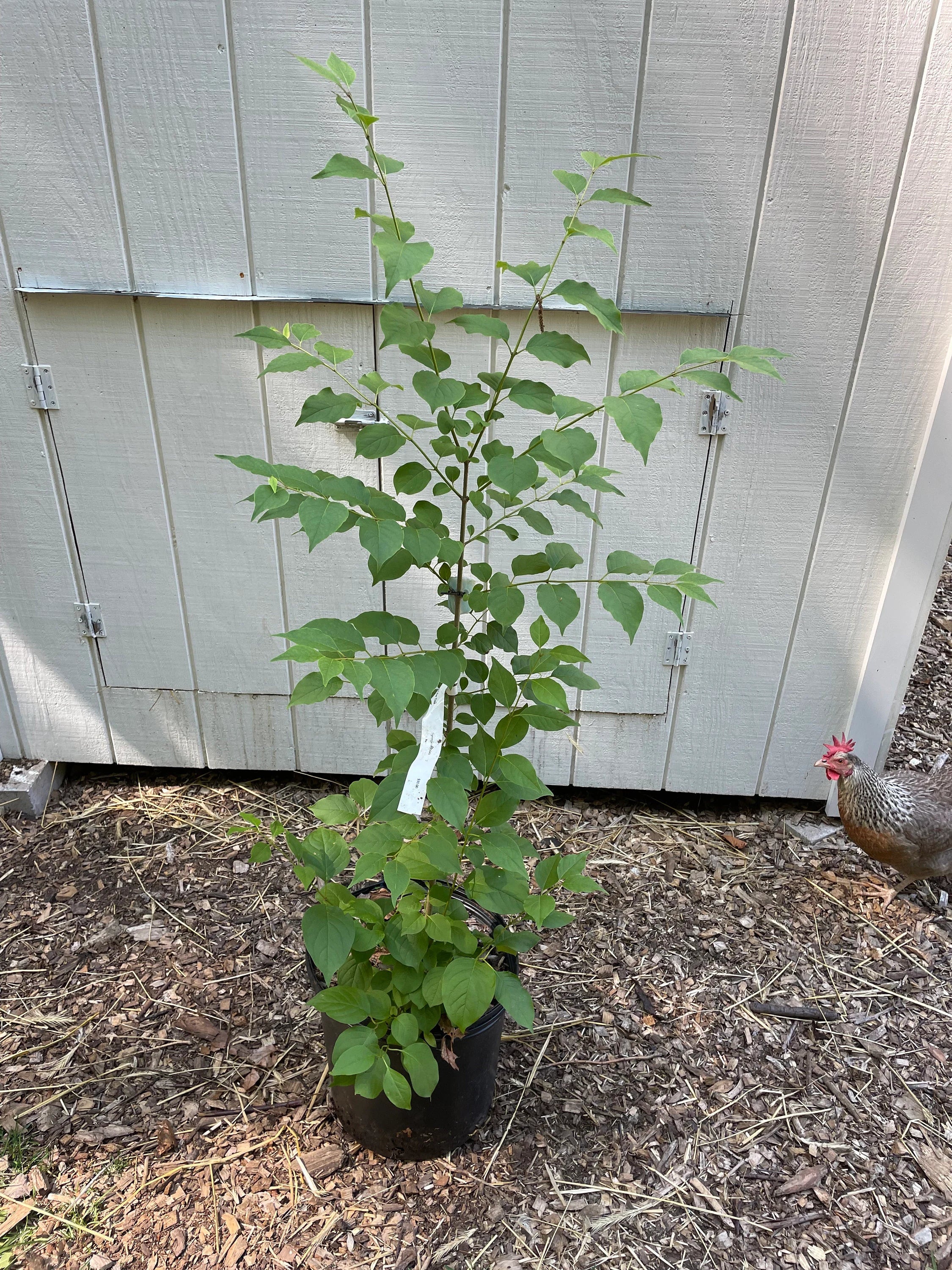 Japanese Lilac Tree ( Syringa reticulata )