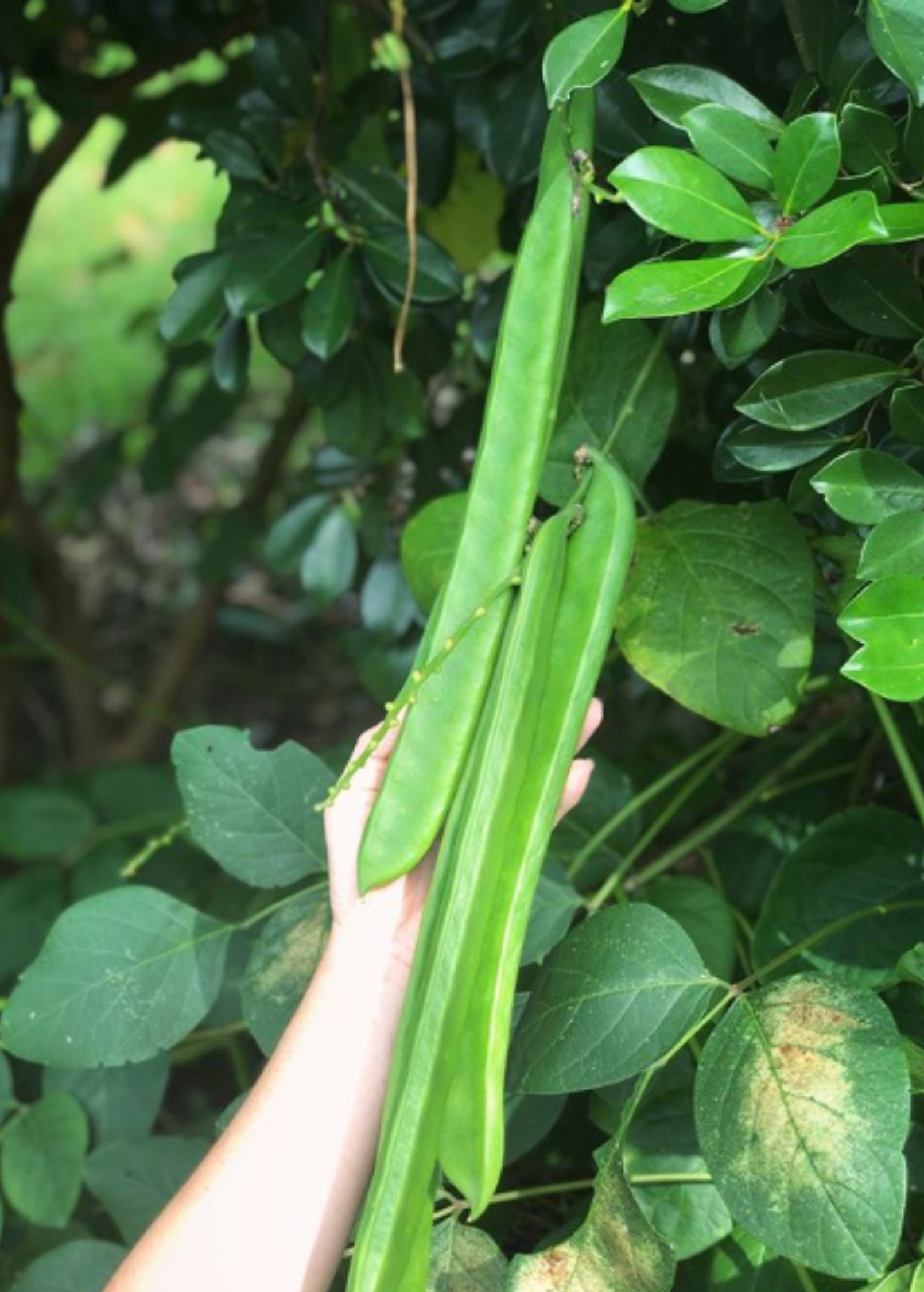 Jackbean (Canavalia ensiformis)