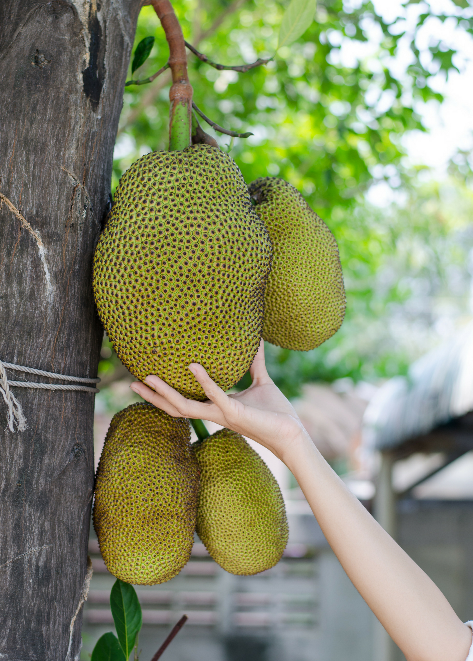 Jackfruit Seedling (Artocarpus heterophyllus)