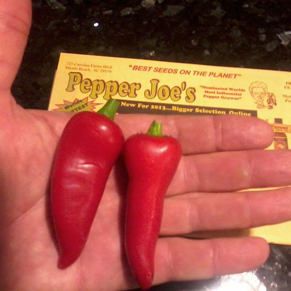 Early Jalapeno Pepper Seeds