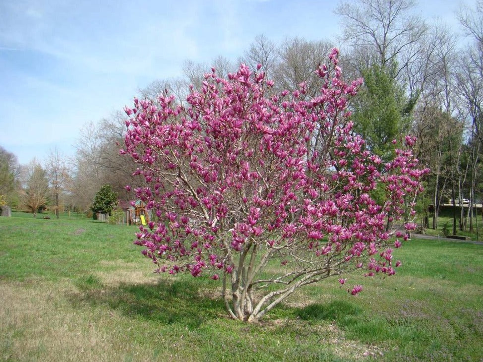 Magnolia 'Jane'