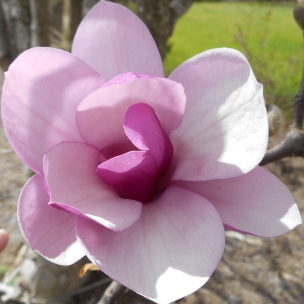 Magnolia 'Jane'