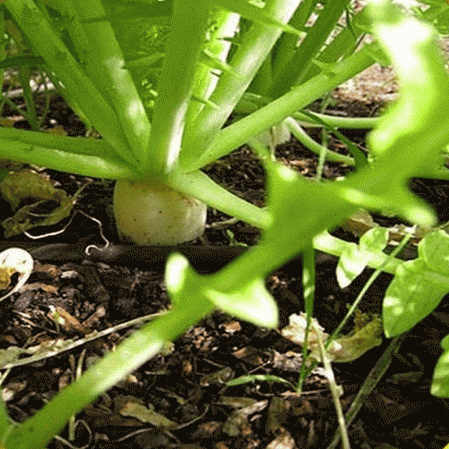 500 Japanese Minowase Radish Seeds