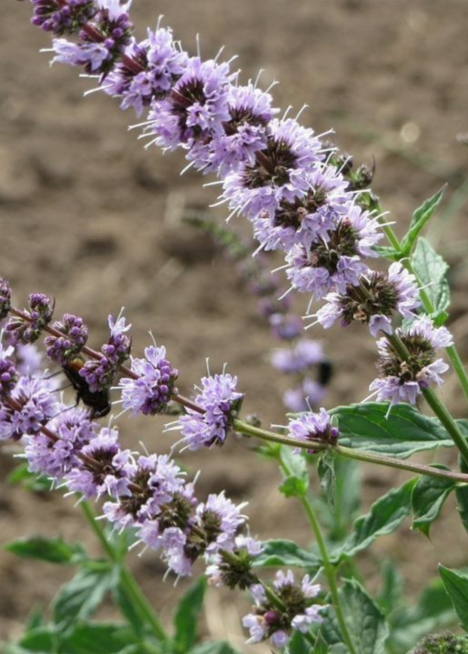 Japanese Catnip (Schizonepeta tenuifolia)