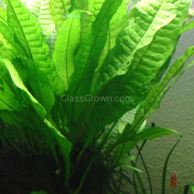 Java Fern