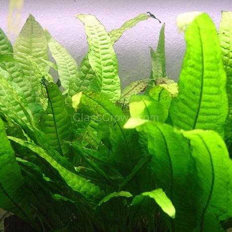Java Fern