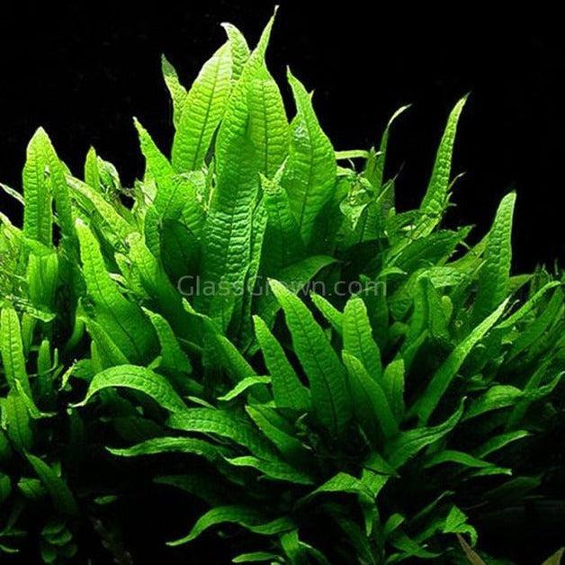 Java Fern