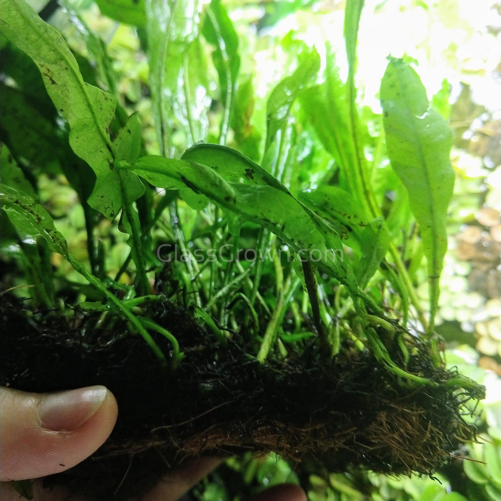 Java Fern