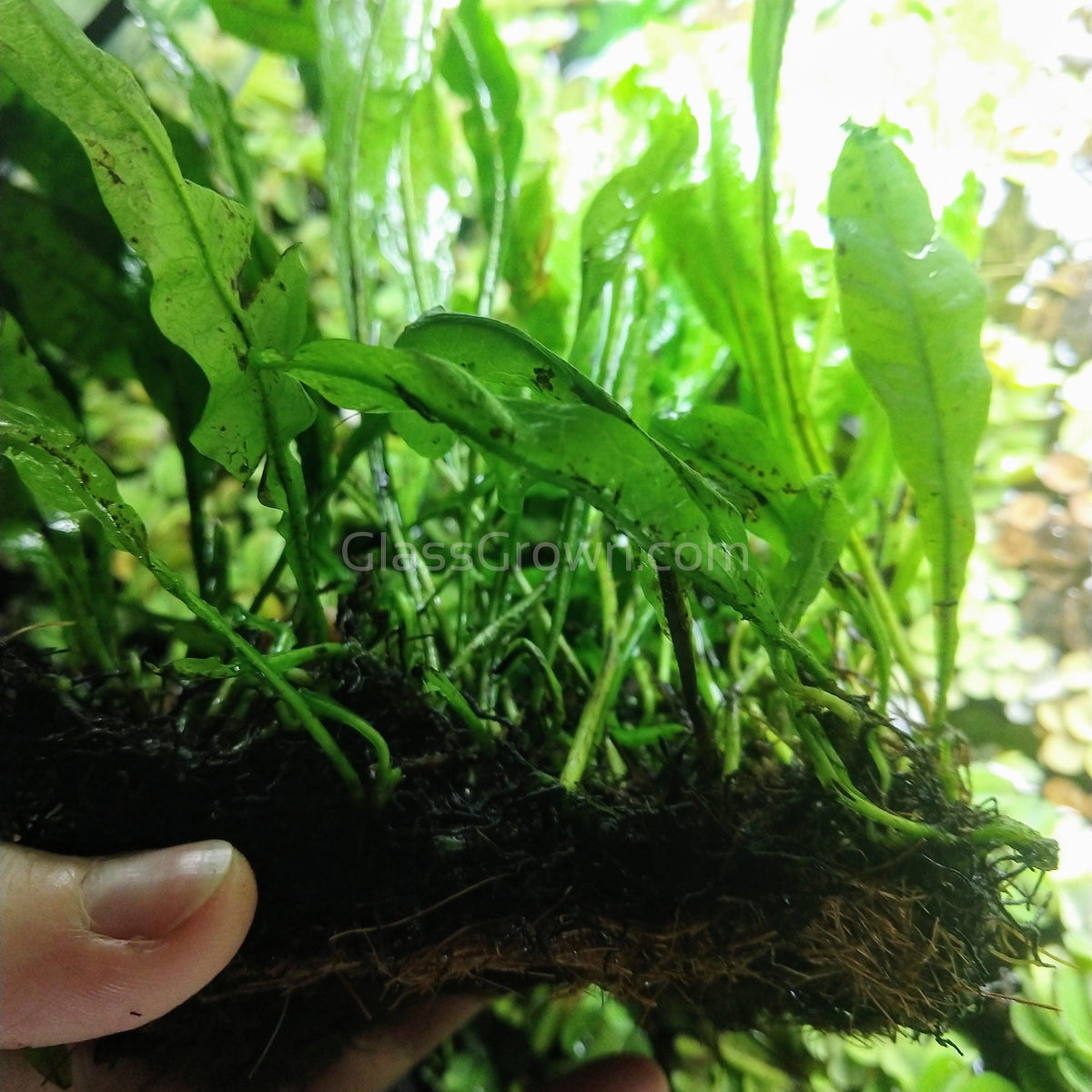 Java Fern