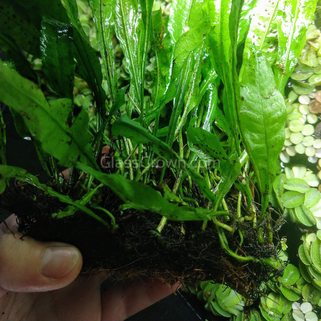Java Fern