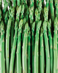 Jersey Giant Asparagus Crowns - 10 root divisions