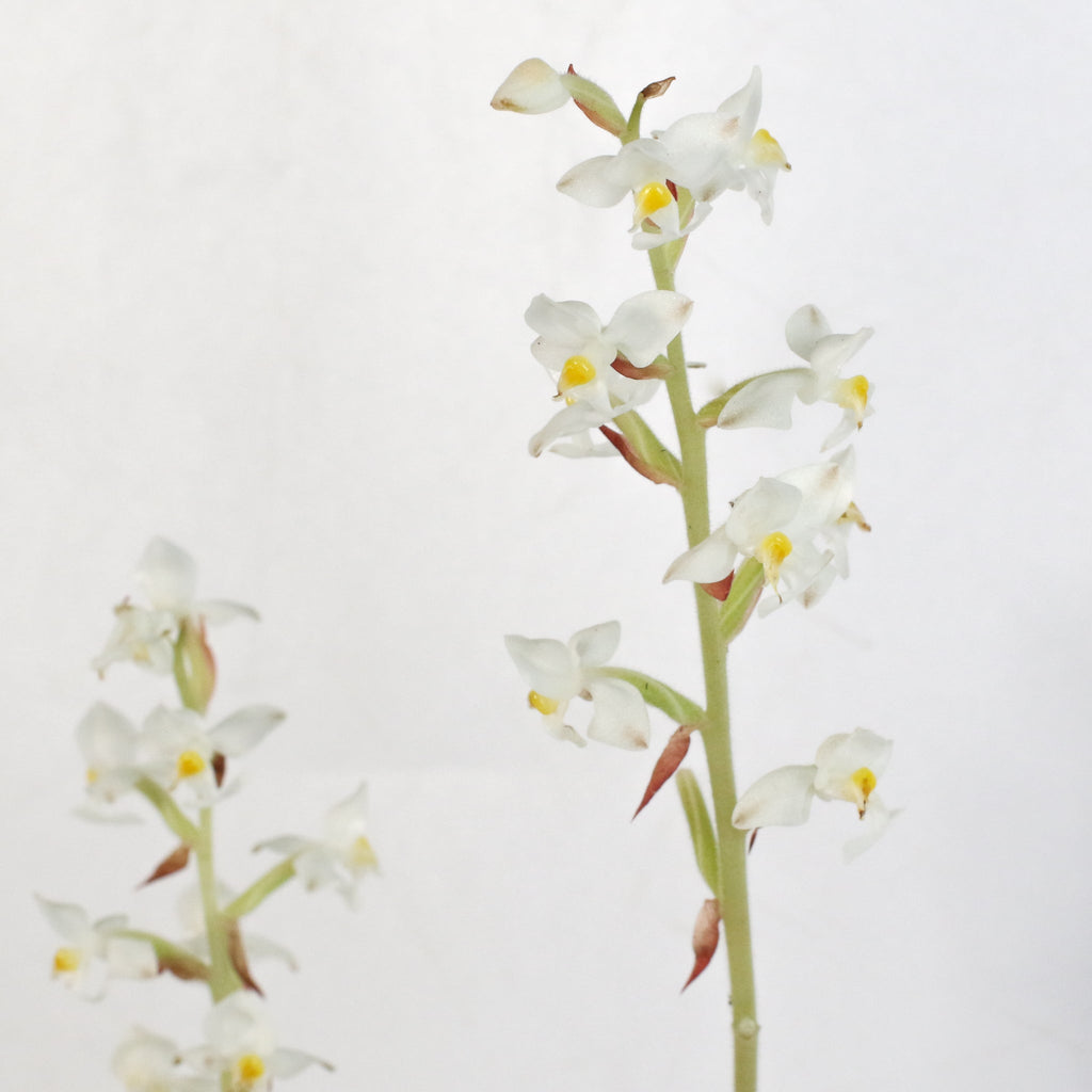 Jewel Orchid Ludisia Discolor