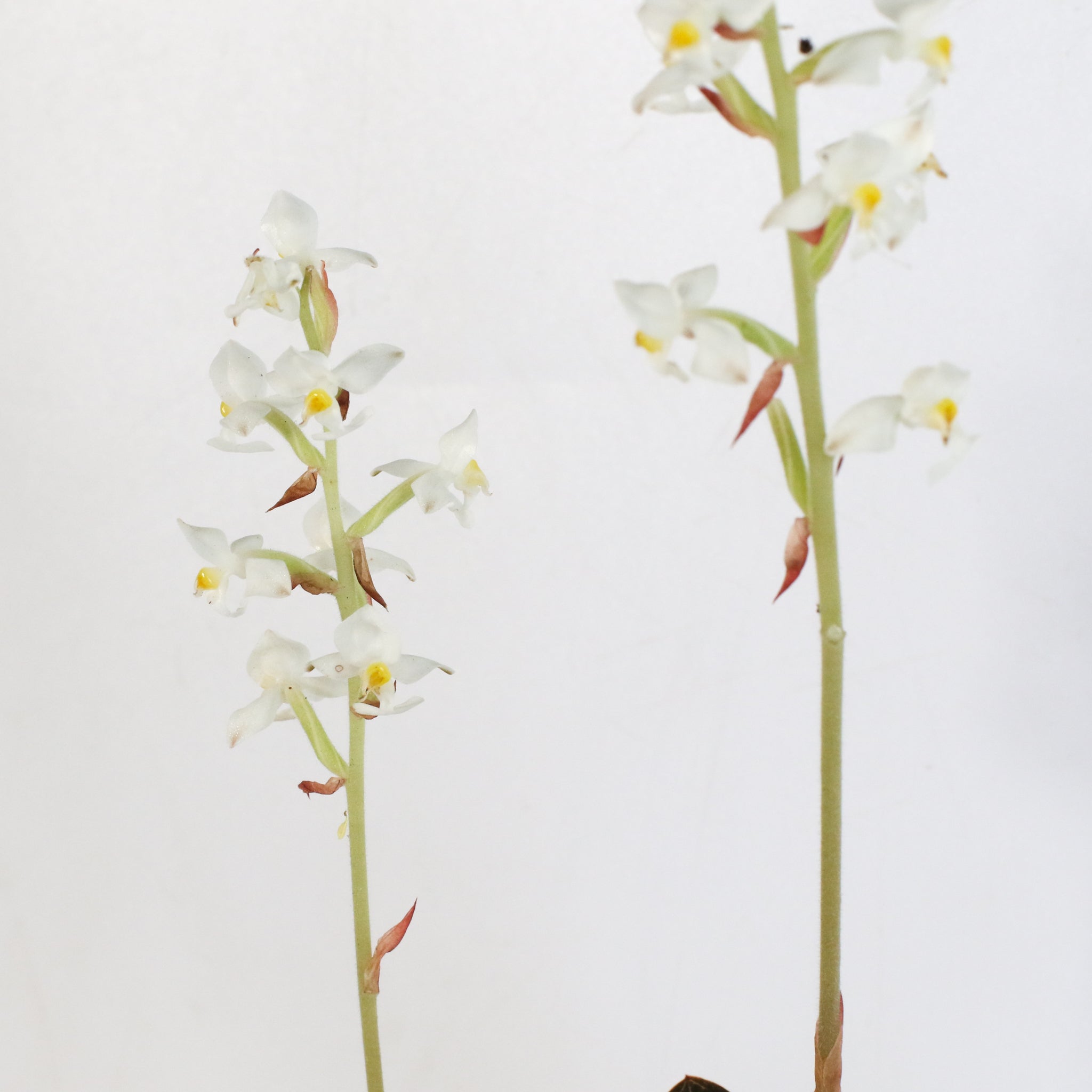 Jewel Orchid Ludisia Discolor