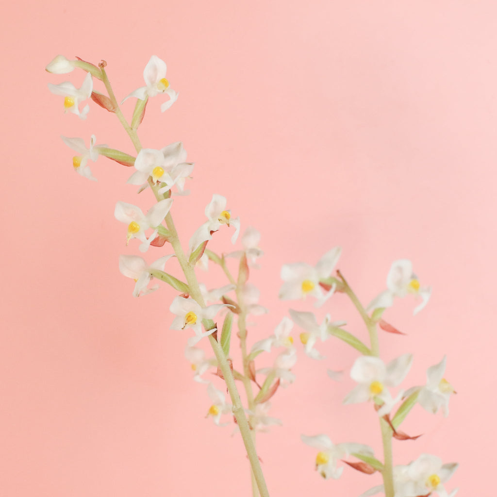 Jewel Orchid Ludisia Discolor