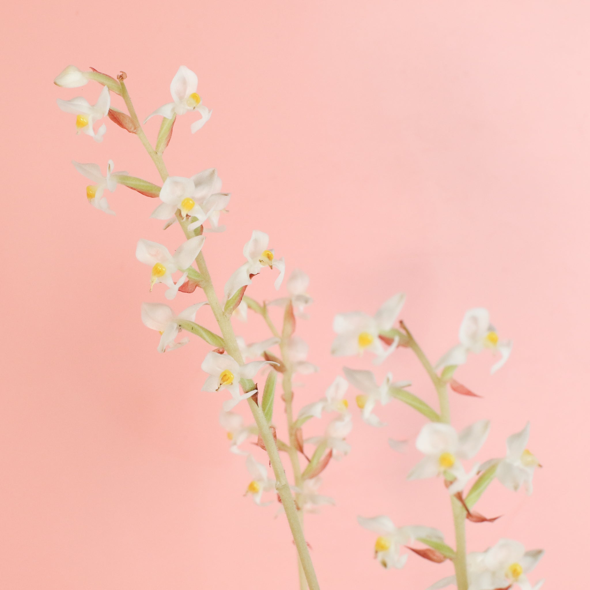 Jewel Orchid Ludisia Discolor
