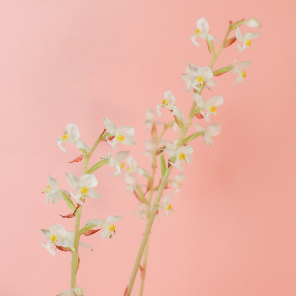Jewel Orchid Ludisia Discolor