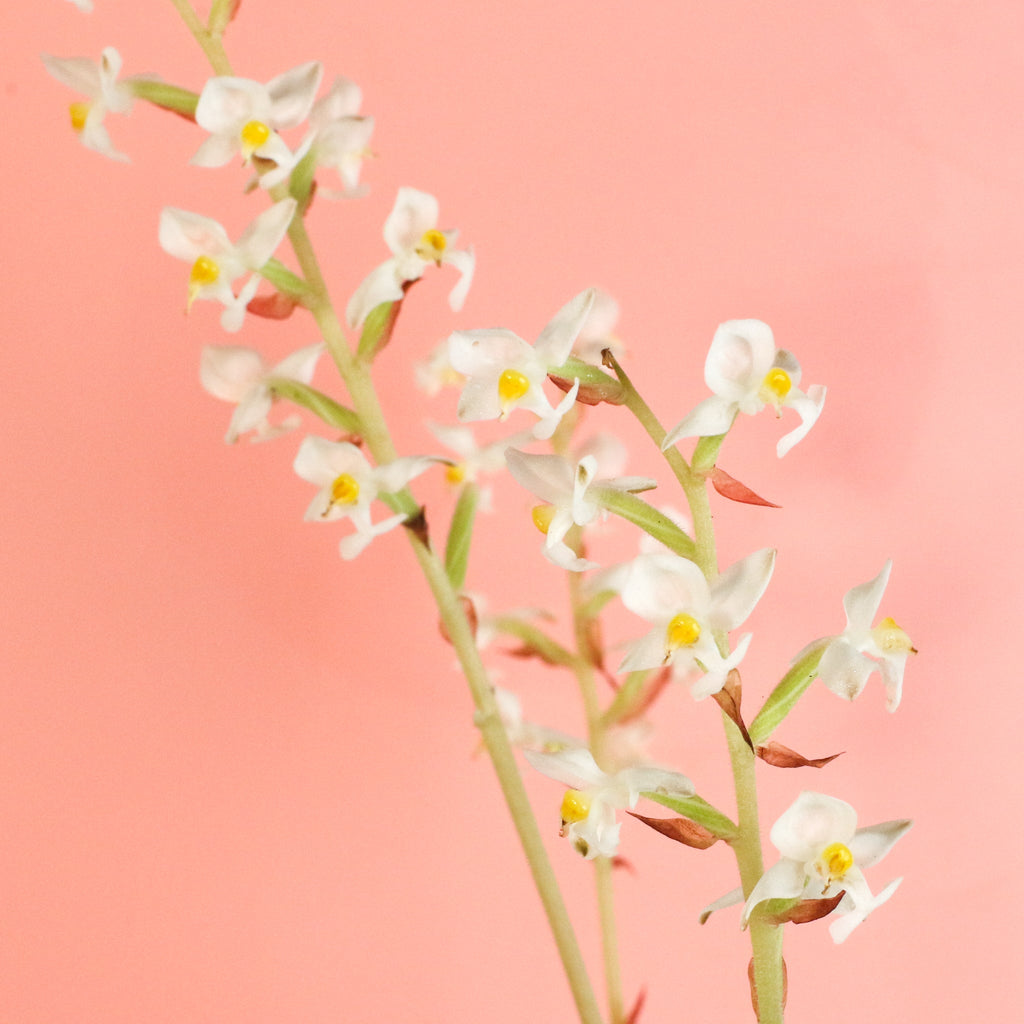 Jewel Orchid Ludisia Discolor