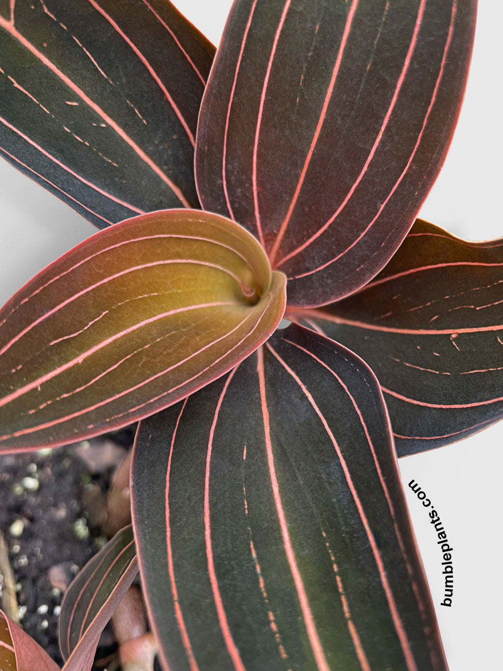 Jewel Orchid Ludisia Discolor