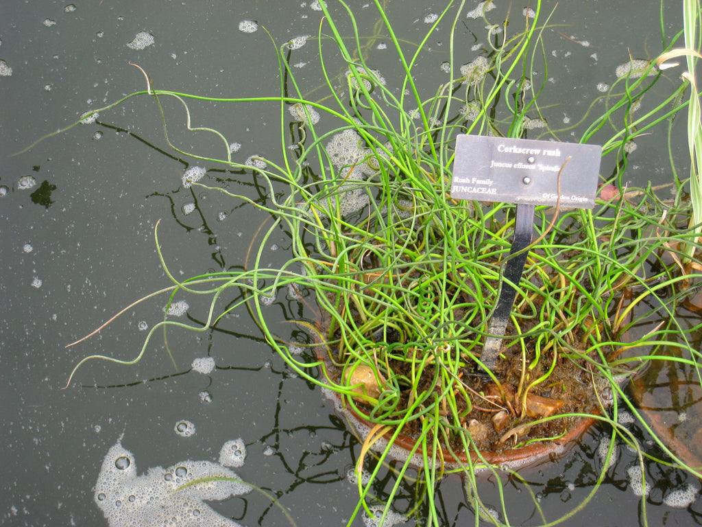 10 CORKSCREW RUSH Spiral Grass Juncus Effusus Spiralis Wetland Pond Seeds
