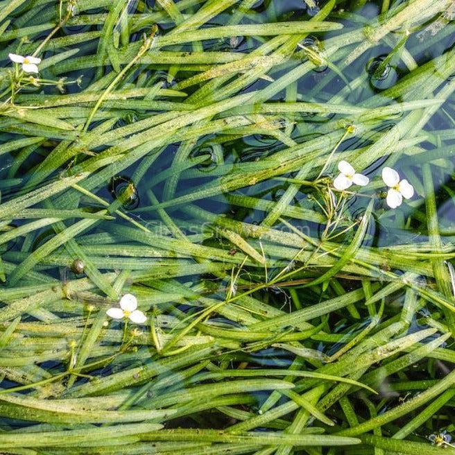 Jungle Vallisneria 3 Pack